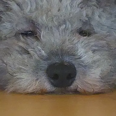 Profile image of 댕댕이