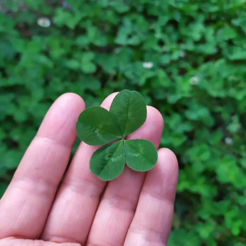 RobustModel4074의 살기 힘들때 보세요