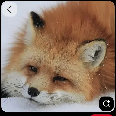 Profile image of 여우