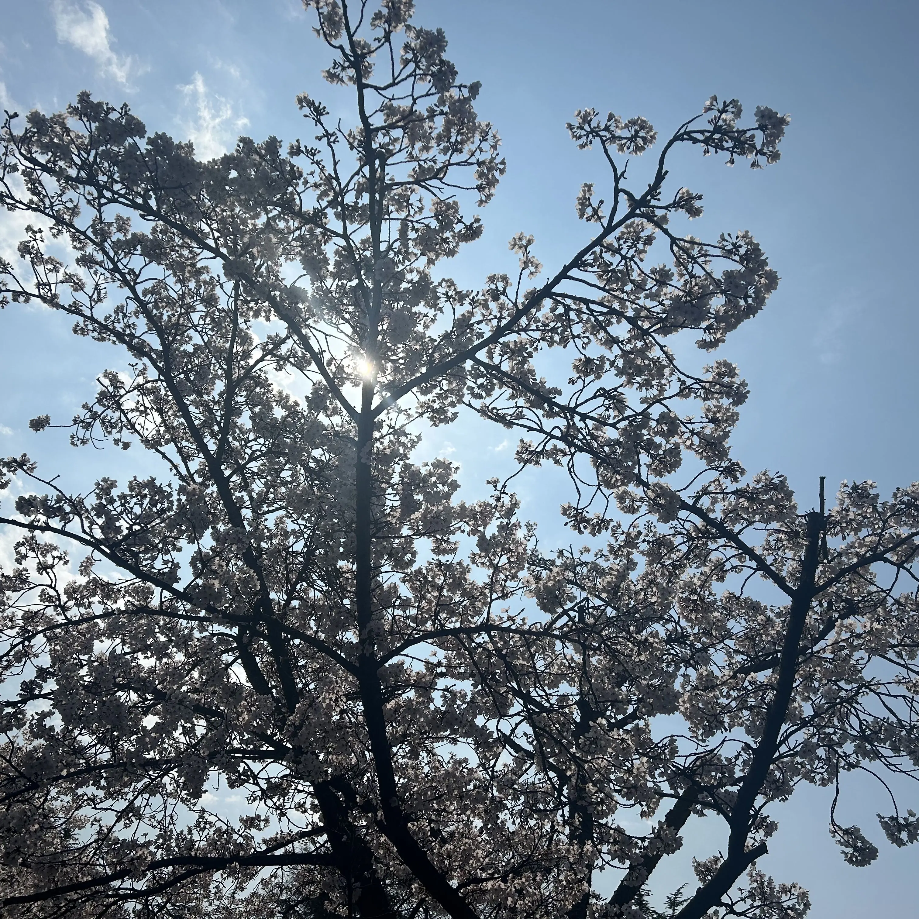 SnowyShirt0404의 과거의 너