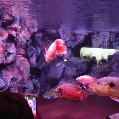 Profile image of 라경장