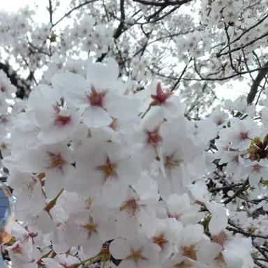 Profile image of 審神者　梓