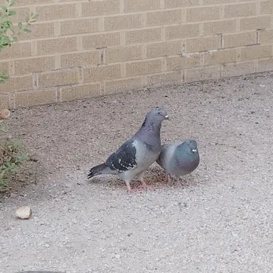 Profile image of Dazai Osamu