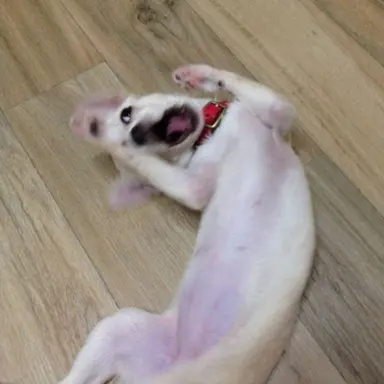 Profile image of 여우