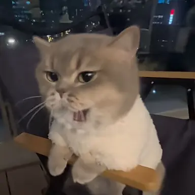 Profile image of プンプンニャンコ