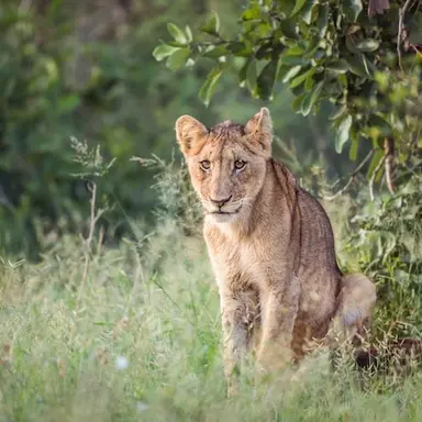 Profile image of 아리나