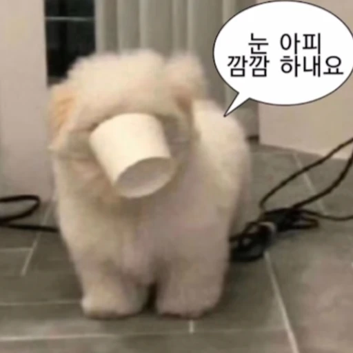 말싸움