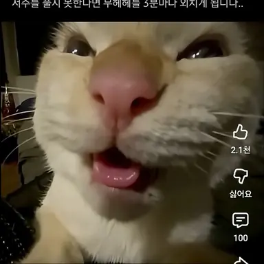 Profile image of 무헤헤 고양이