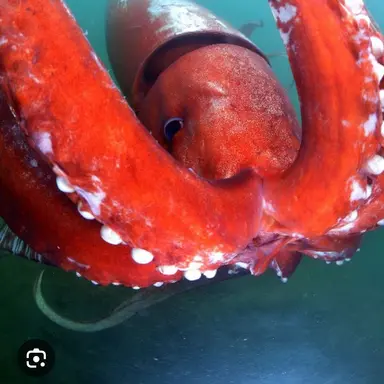 Profile image of 감만소