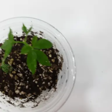 Profile image of 스프라우트와 메인들