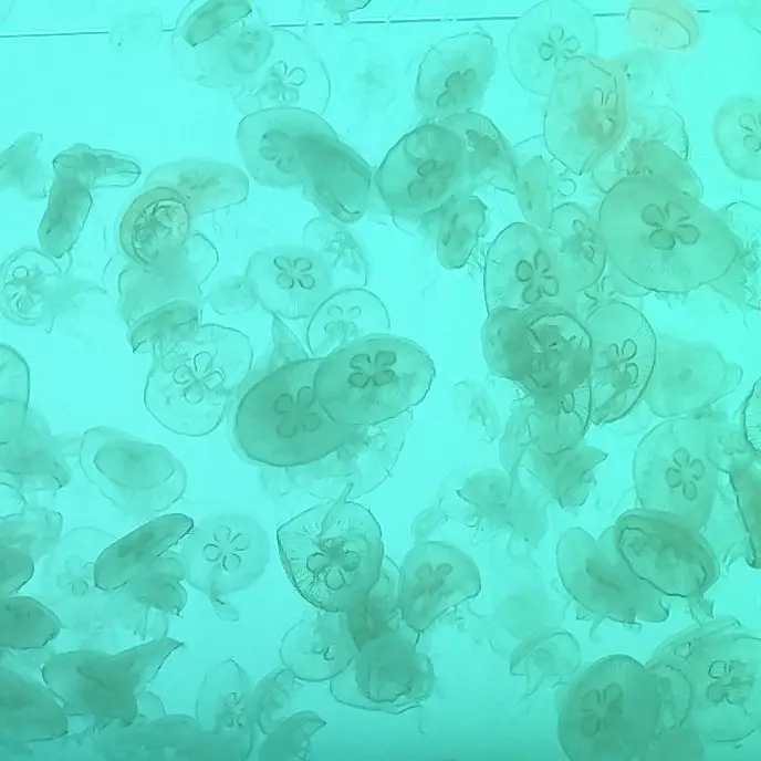 jellyfish.397.의 ナイトプールでさ