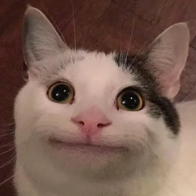 ainoos3의 우리집고양이