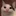 우리집고양이