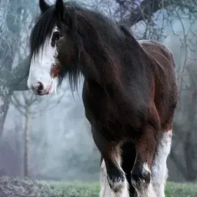 OverlyBurp4545의 Horse