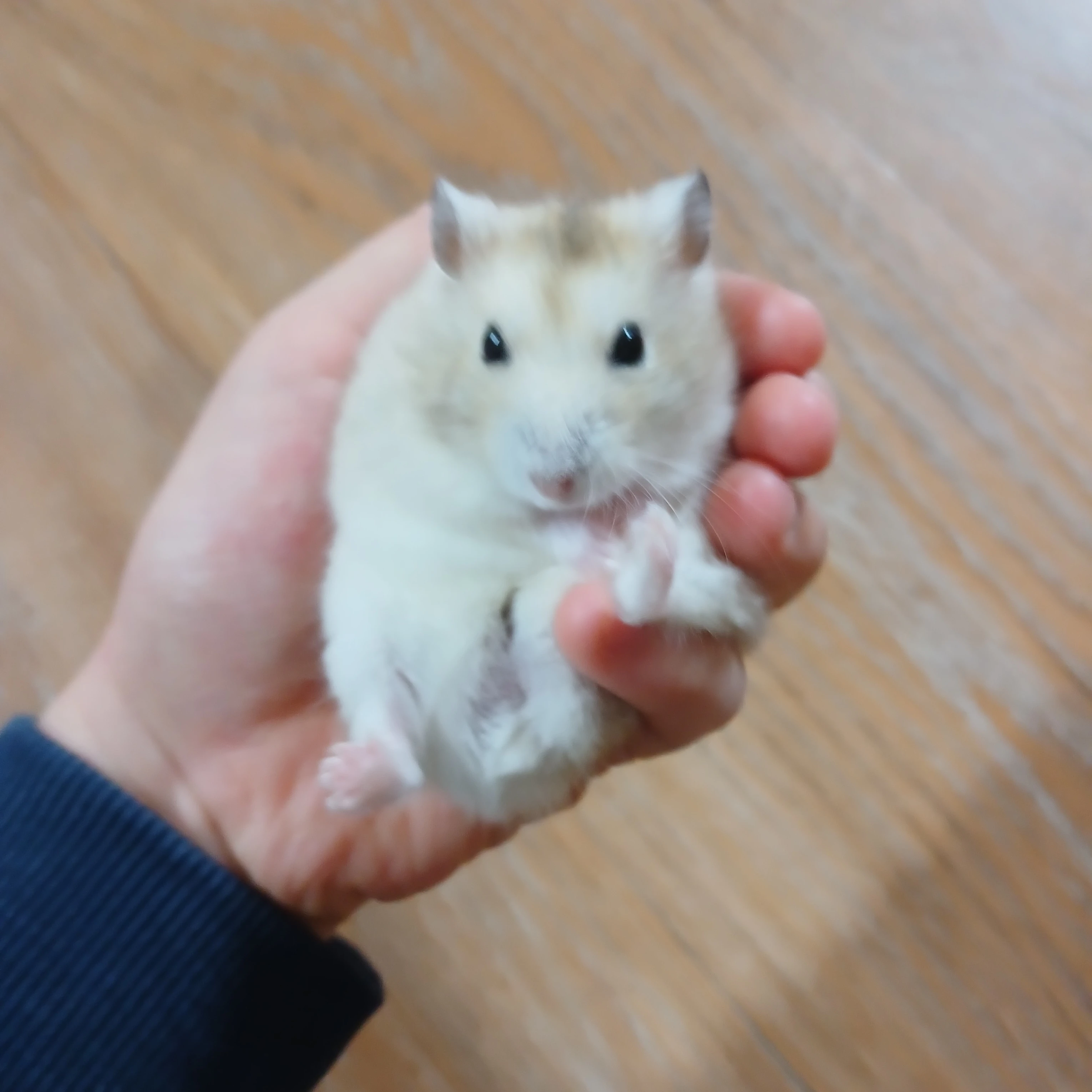 햄망고