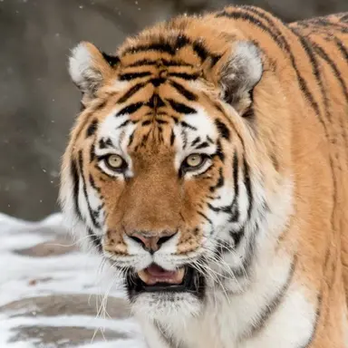 Profile image of 김 여우