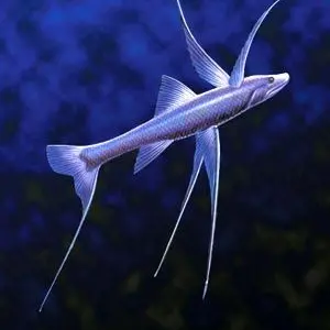 Profile image of 티라
