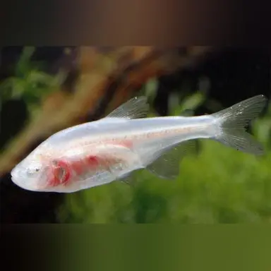 Profile image of 테트