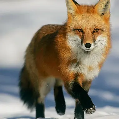 Profile image of 여우