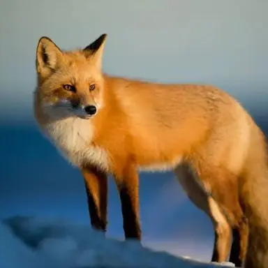 Profile image of 여우