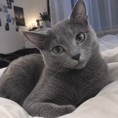 Profile image of Maru