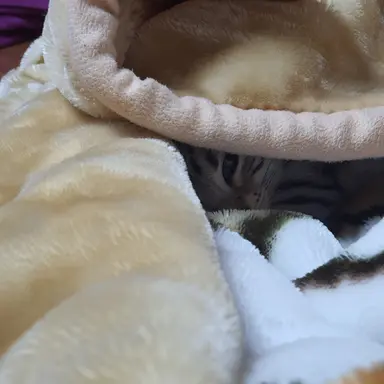 Profile image of 미겜드