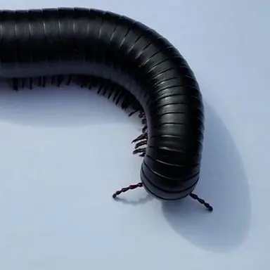 Profile image of 배각강