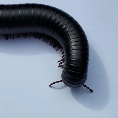 배각강