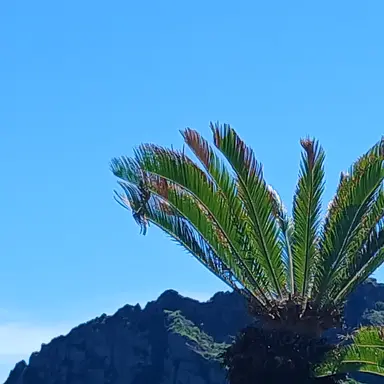 Profile image of 벨키