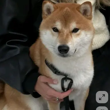 Profile image of 티모