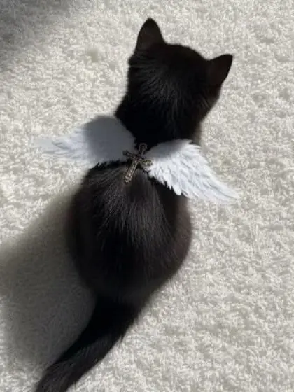 CuteWater7320의 好きだけど離れないといけない関係