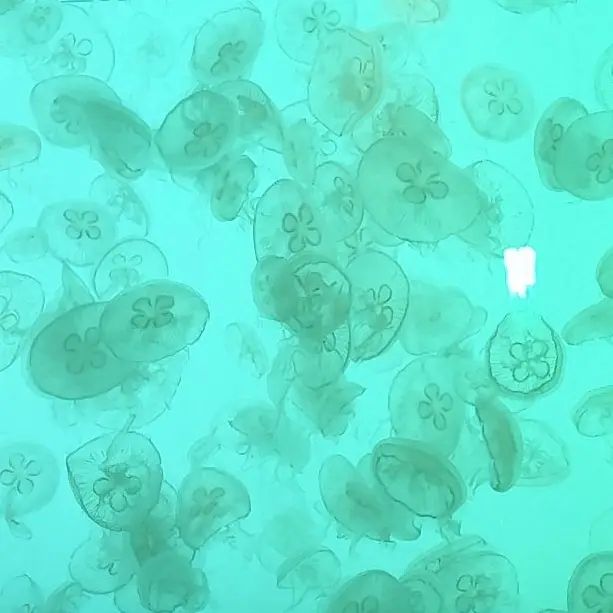 jellyfish.397.의 きらいきらいもすきのうち