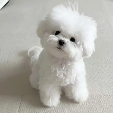 Profile image of 하니