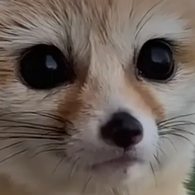 Profile image of 여우