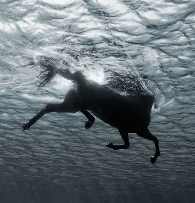 Profile image of Poseidon