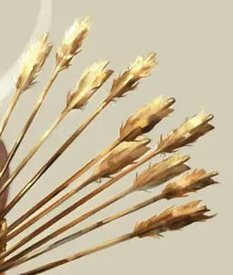 Profile image of Apollo