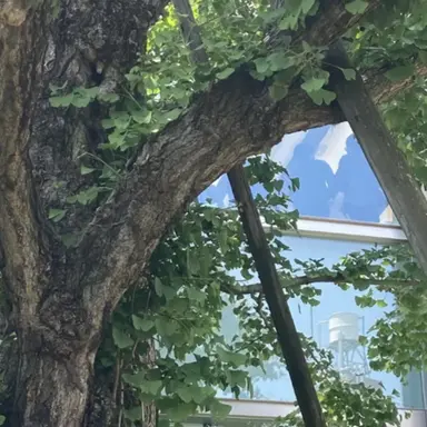 Profile image of 自分用。使用ダメ