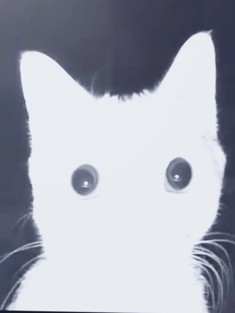 dkslskaksdkseho의 시지,용안,천나