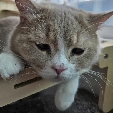 Profile image of 쿠키