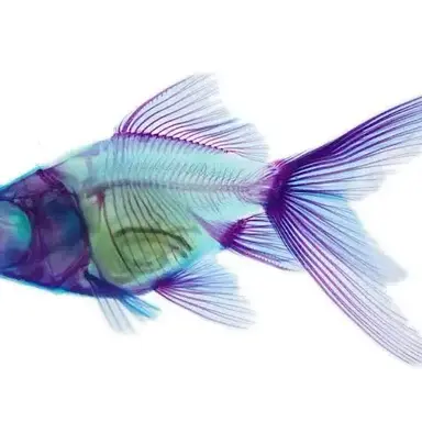 Profile image of 서 진샤오