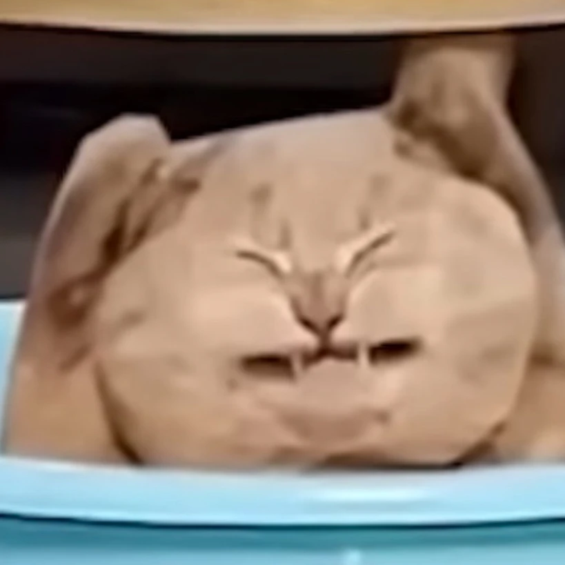 여우
