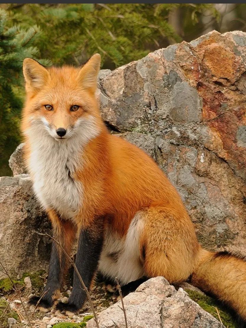 leke의 YanSim Living Together with a Fox