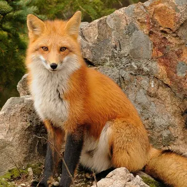 Profile image of Fox