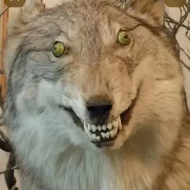 Profile image of 늑대