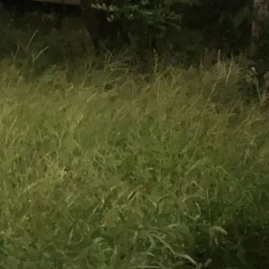 Profile image of 공룡