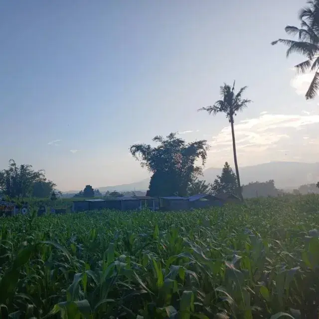 GrassyWater4300의 Five lesbian girlfriends