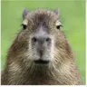 Profile image of PD