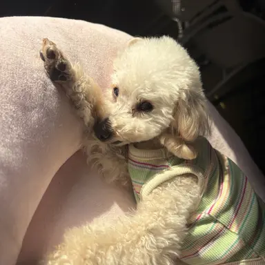 Profile image of 홍차