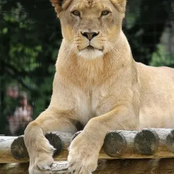 Profile image of ノゼル