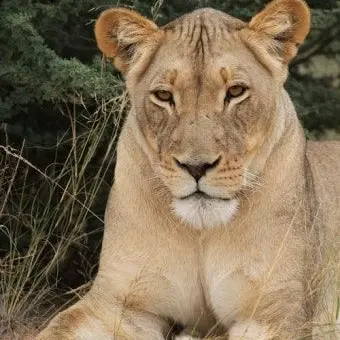 Profile image of ネル